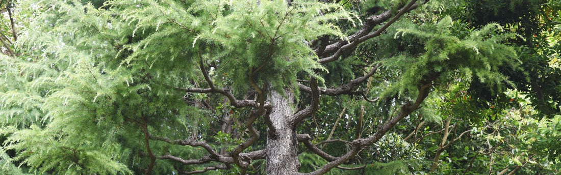 Cedr: Jak vykuřovat, účinky, vůně a tipy pro bezpečné použití