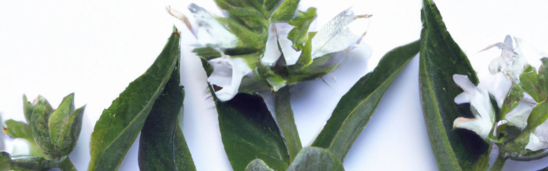 Yerba Santa: Účinky, vůně, použití a bezpečnost